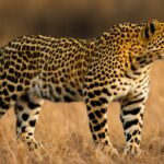 Leopard population size