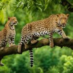 How do leopards interact with each other in the wild?