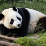What is the anatomy and body structure of a giant panda?