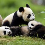 How do giant panda cubs grow and develop?
