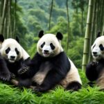 Where can giant pandas be found in the wild?