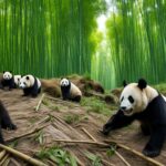 Panda population size