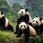 What are the primary threats facing wild giant panda populations?