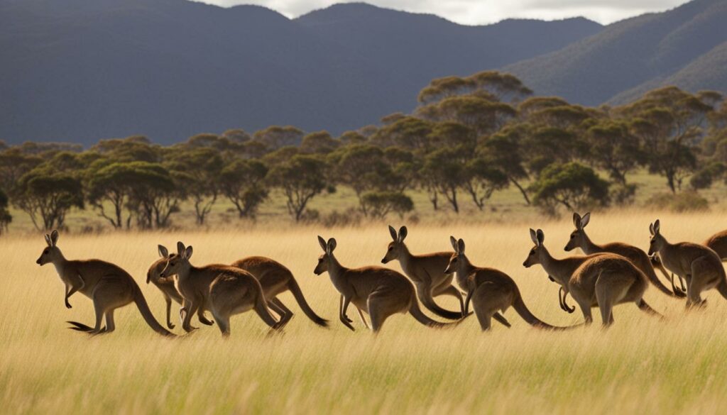 kangaroos outside of Australia