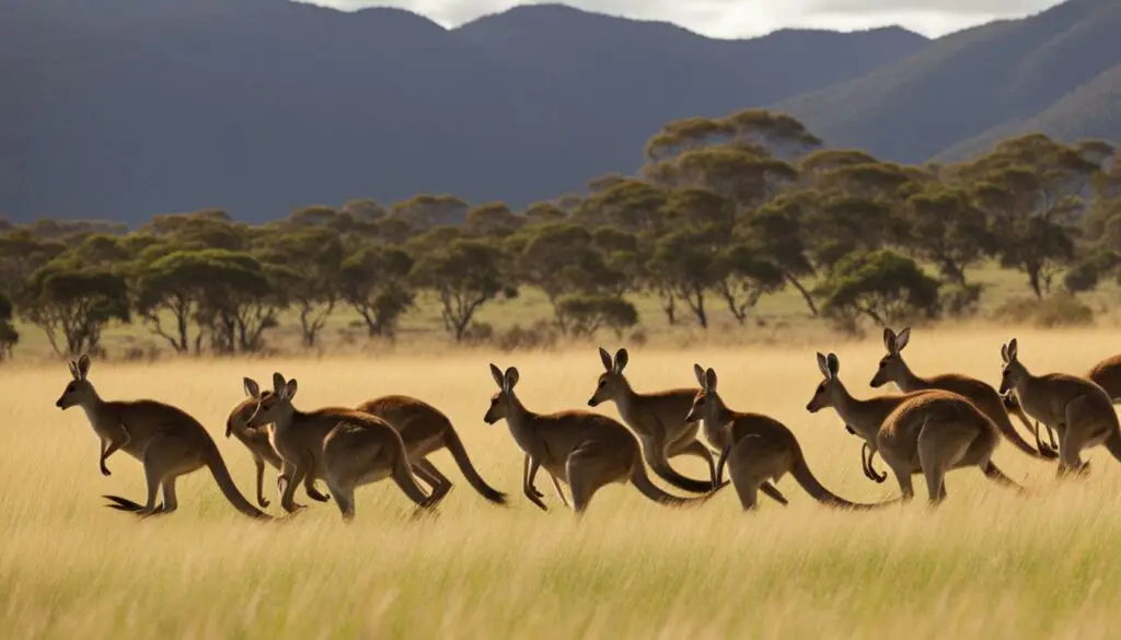 kangaroos outside of Australia