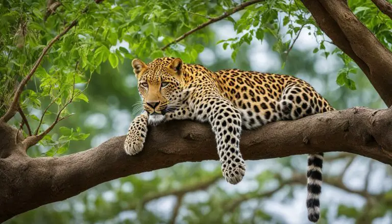 How do leopards mate, and what is their reproduction cycle?