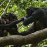 What is the process of raising chimpanzee offspring?