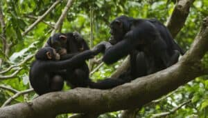 What is the process of raising chimpanzee offspring?