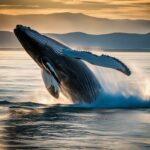 Fun Facts About Humpback Whales