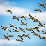 Fun Facts About Geese