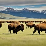 Where can you see bison in the USA?