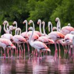 Are there wild flamingos in the USA?