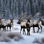 Are there wild reindeer in the USA?