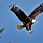 Where can you find bald eagles in the USA?