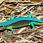 How do you distinguish between a lizard and a skink?