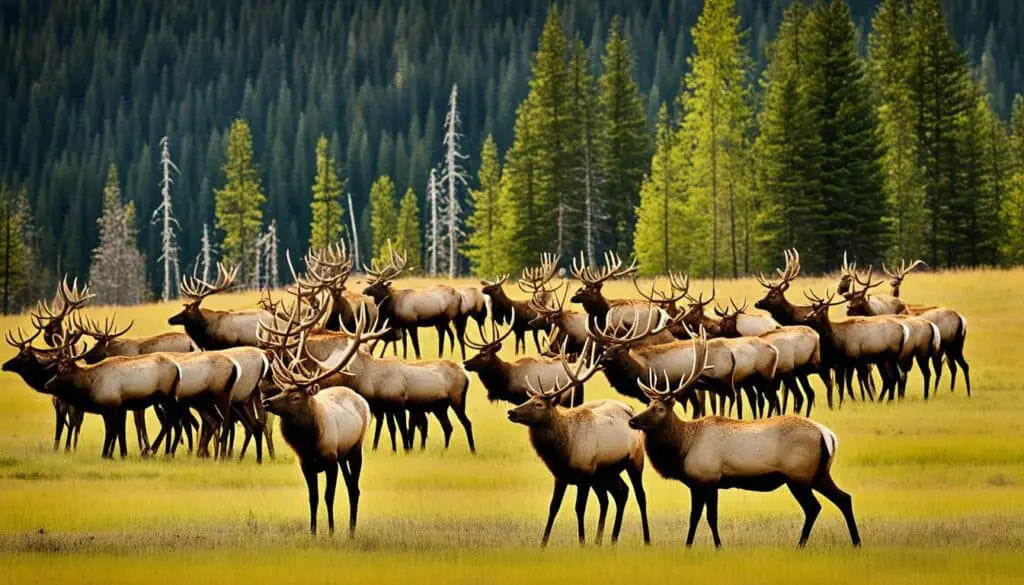 major elk regions in America