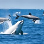 How do beluga whales interact with other marine life?