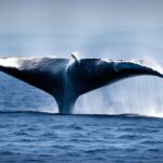 How do blue whales impact marine ecosystems?