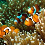 How do clownfish adapt to their environment?