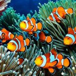 How do clownfish communicate?