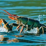 How do lobsters reproduce?