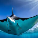 How do manta rays filter feed?