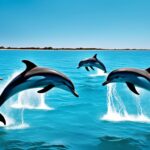 How intelligent are dolphins?