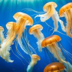 What are the different types of jellyfish?