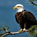 What are the nesting habits of bald eagles?