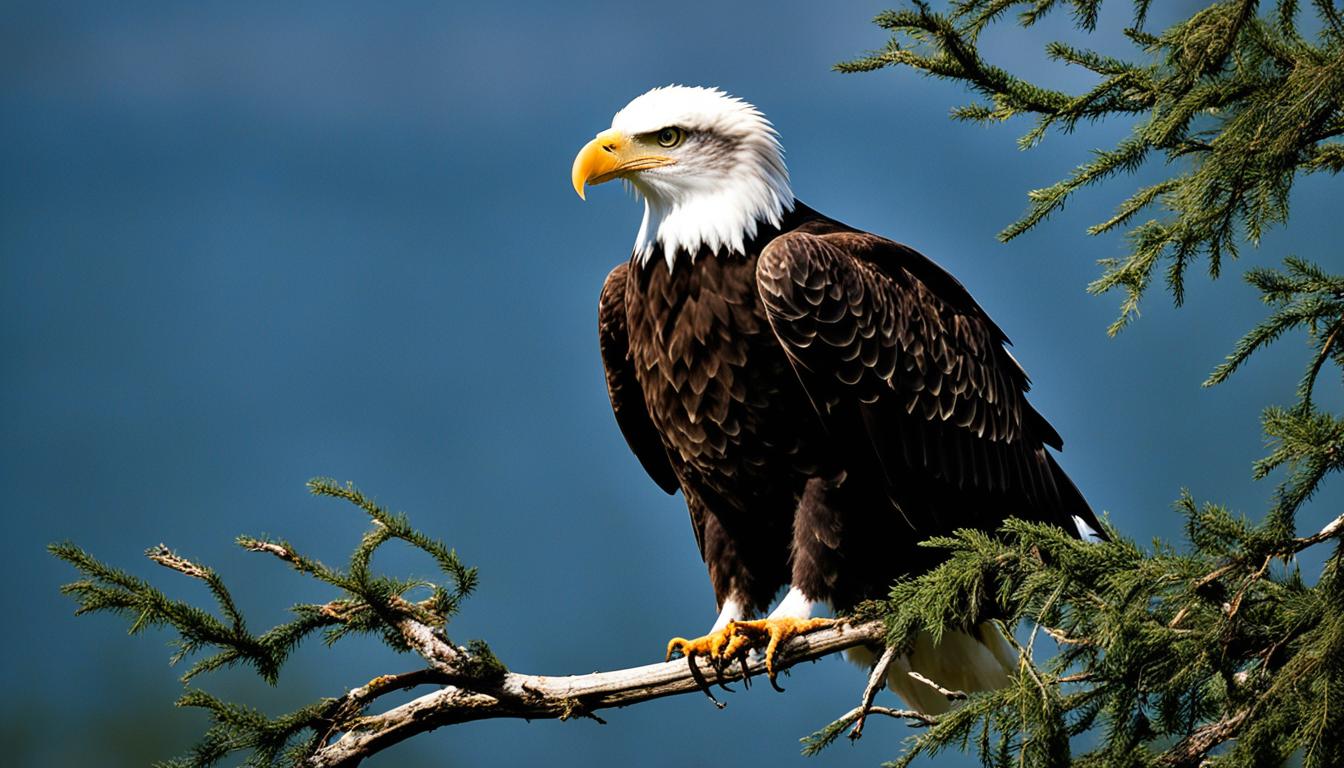 What are the nesting habits of bald eagles?