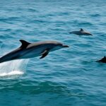 What threats do dolphins face?