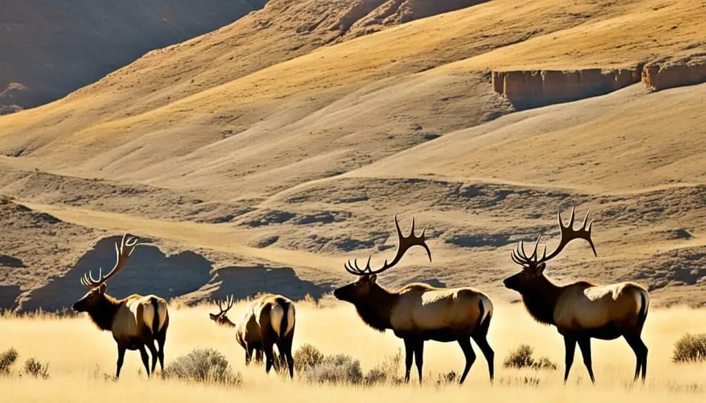 elk in desert habitats