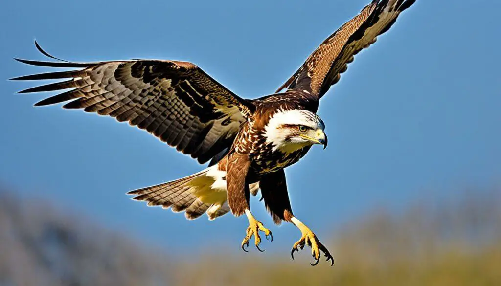 raptor prey