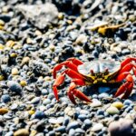 Are crabs endangered?