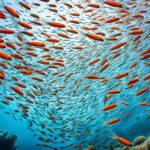 Are krill endangered?