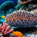 Are sea cucumbers endangered?