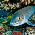 How do moray eels interact with other marine life?