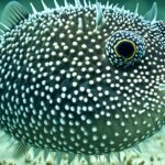 How do pufferfish inflate?