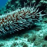 How do sea cucumbers defend themselves?