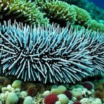 How do sea cucumbers impact marine ecosystems?