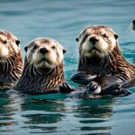 How do sea otters use tools?