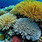 How do sea urchins impact coral reefs?