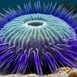 How do sea urchins move?