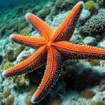 How do starfish feed?